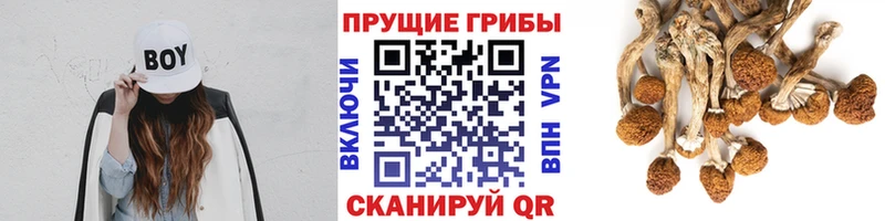 OMG рабочий сайт  Озёрск  Галлюциногенные грибы мицелий 
